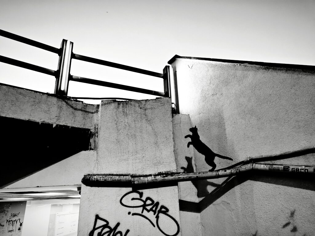 Black cat silhouette leaps against a graffiti-marked wall in İstanbul, capturing urban essence.