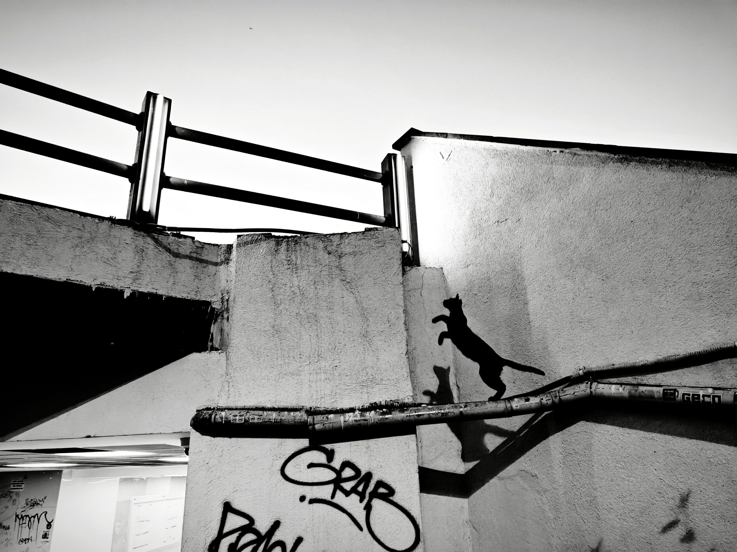 Black cat silhouette leaps against a graffiti-marked wall in İstanbul, capturing urban essence.